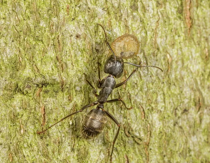 Framed Print : Black carpenter ant (Camponotus pennsylvanicus) feeding on caterpillar prey, Pennsylvania, USA. June Framed Print : Black carpenter ant (Camponotus pennsylvanicus) feeding on caterpillar prey, Pennsylvania, USA. June