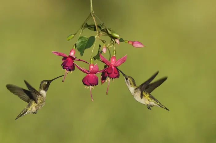 Framed Print : Black-chinned hummingbird (Archilochus alexandri), adult male and female feeding Framed Print : Black-chinned hummingbird (Archilochus alexandri), adult male and female feeding