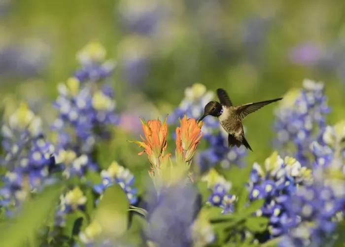 Framed Print : Black-chinned hummingbird (Archilochus alexandri), adult male feeding on blooming Framed Print : Black-chinned hummingbird (Archilochus alexandri), adult male feeding on blooming
