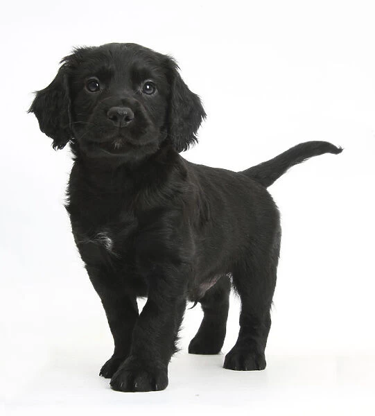 Black Cocker Spaniel puppy standing, against white background