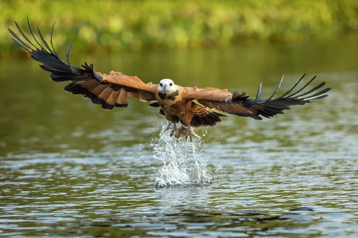 Framed Print : Black-collard hawk (Busarellus nigricollis) fishing in the Cuiaba river, Porto Jofre region, Pantanal, Brazil Framed Print : Black-collard hawk (Busarellus nigricollis) fishing in the Cuiaba river, Porto Jofre region, Pantanal, Brazil