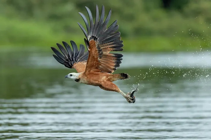 Framed Print : Black-collared hawk (Busarellus nigricollis) in flight over river carrying fish prey in its talons, Pantanal, Mato Grosso, Brazil Framed Print : Black-collared hawk (Busarellus nigricollis) in flight over river carrying fish prey in its talons, Pantanal, Mato Grosso, Brazil
