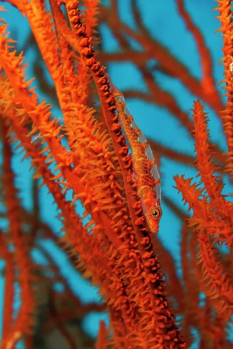 Framed Print : Black coral goby (Bryaninops tigris) resting on Black coral (Antipatharian sp.), Hawaii, Pacific Ocean Framed Print : Black coral goby (Bryaninops tigris) resting on Black coral (Antipatharian sp.), Hawaii, Pacific Ocean