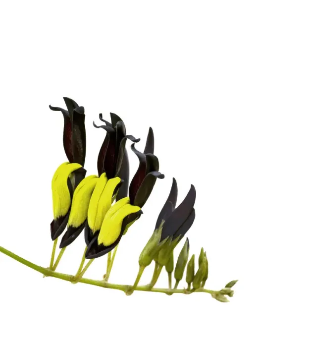 Framed Print : Black coral vine (Kennedia nigricans) flowers, pollinated by honeyeaters (showing Framed Print : Black coral vine (Kennedia nigricans) flowers, pollinated by honeyeaters (showing