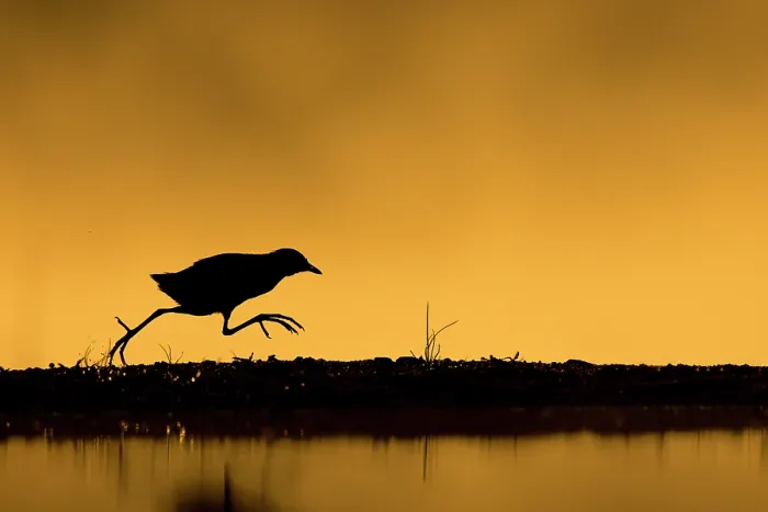 Framed Print : Black crake (Zapornia flavirostra) running along bank beside pool at sunrise, Zimanga game reserve, KwaZulu-Natal, South Africa, June Framed Print : Black crake (Zapornia flavirostra) running along bank beside pool at sunrise, Zimanga game reserve, KwaZulu-Natal, South Africa, June