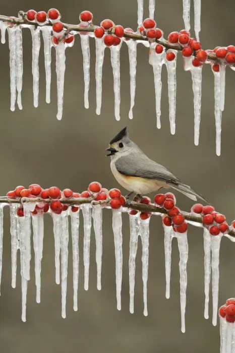 Framed Print : Black-crested titmouse (Baeolophus bicolor), adult perched on icy branch of Possum Haw Holly