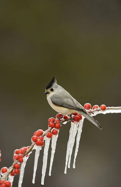 Black-crested titmouse (Baeolophus bicolor), adult perched on icy branch of Possum Haw Holly
