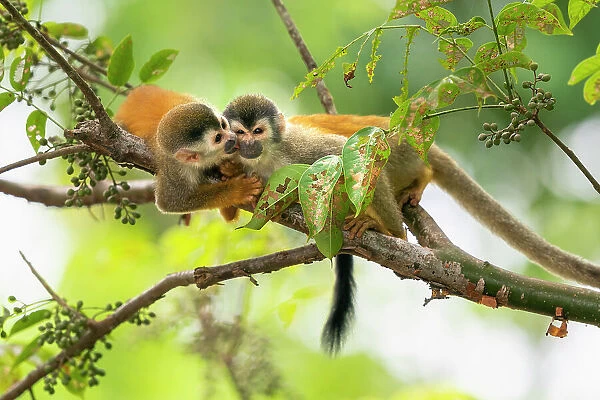 Black-crowned Central American squirrel monkey (Saimiri oerstedii) pair playing with each other Manuel Antonio National Park, Quepos, Costa Rica