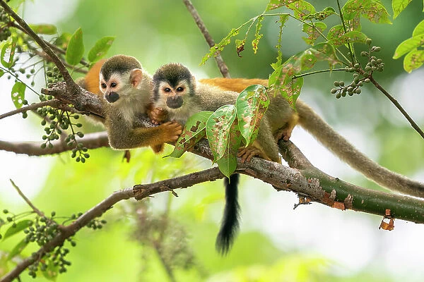 Black-crowned Central American squirrel monkey (Saimiri oerstedii) pair playing with each other Manuel Antonio National Park, Quepos, Costa Rica