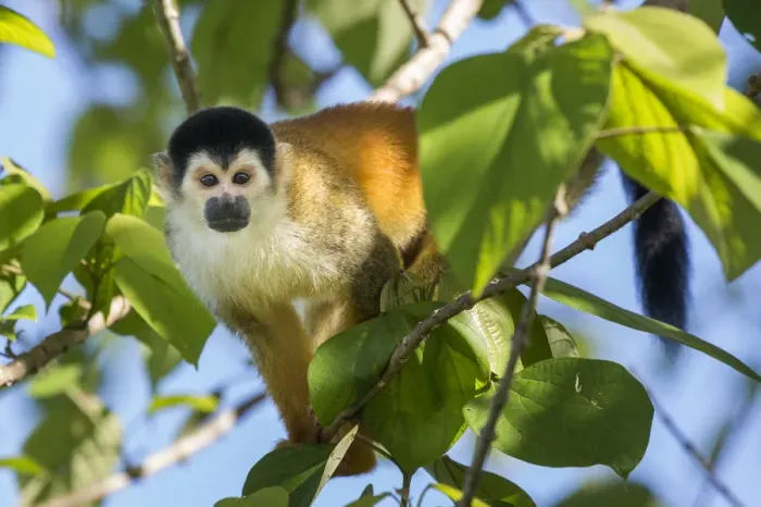 Framed Print : Black-crowned Central American squirrel monkey (Saimiri oerstedii oerstedii) Osa Peninsula