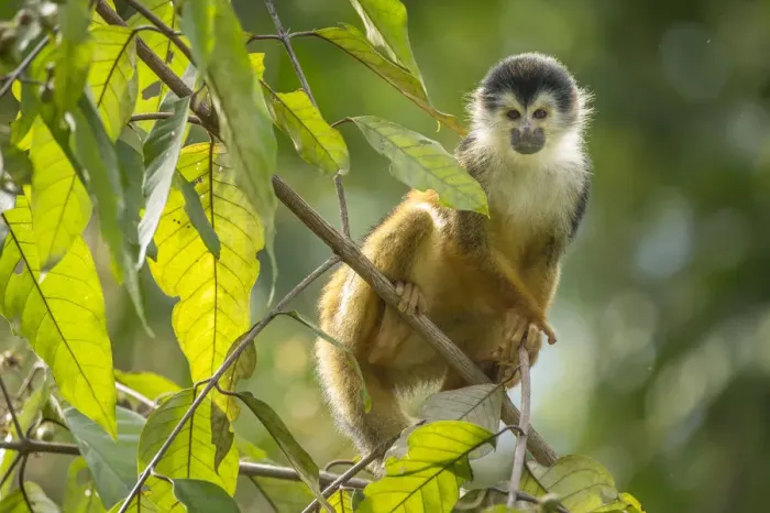 Framed Print : Black-crowned Central American squirrel monkey (Saimiri oerstedii) sitting on branch Framed Print : Black-crowned Central American squirrel monkey (Saimiri oerstedii) sitting on branch