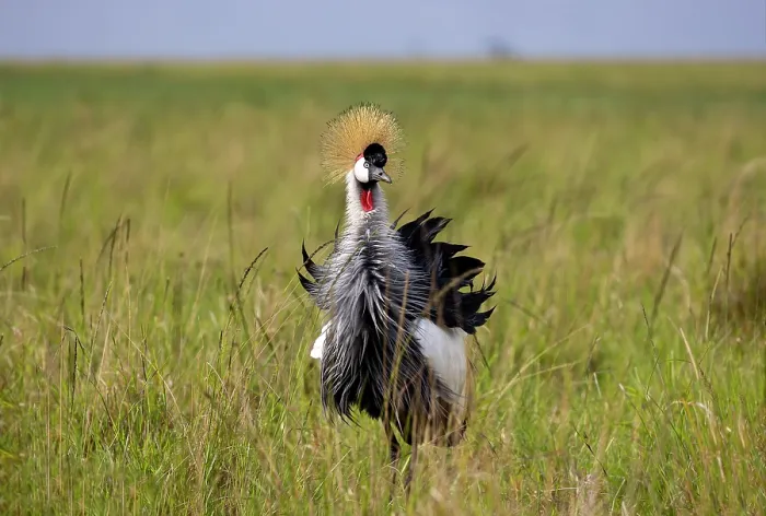 Framed Print : Black crowned crane (Balearica pavonina) foraging for food in the savanna, Masai Mara National Reserve, Kenya Framed Print : Black crowned crane (Balearica pavonina) foraging for food in the savanna, Masai Mara National Reserve, Kenya