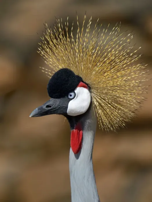 Framed Print : Black Crowned Crane (Balearica pavonina) portrait, Samburu National Reserve, Kenya Framed Print : Black Crowned Crane (Balearica pavonina) portrait, Samburu National Reserve, Kenya