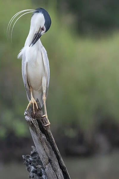 Black-crowned night heron (Nycticorax nycticorax) perched on a stump, preening, Allahein river, The Gambia