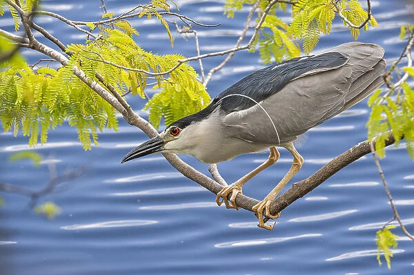 Black-crowned night heron (Nycticorax nycticorax) perched on branch, ready to strike. Big Cypress National Preserve, Florida, USA