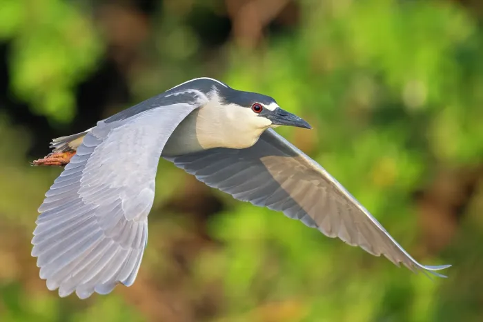 Framed Print : Black-crowned night heron (Nycticorax nycticorax) in flight, Audubon Venice Rookery, Florida, USA. March Framed Print : Black-crowned night heron (Nycticorax nycticorax) in flight, Audubon Venice Rookery, Florida, USA. March