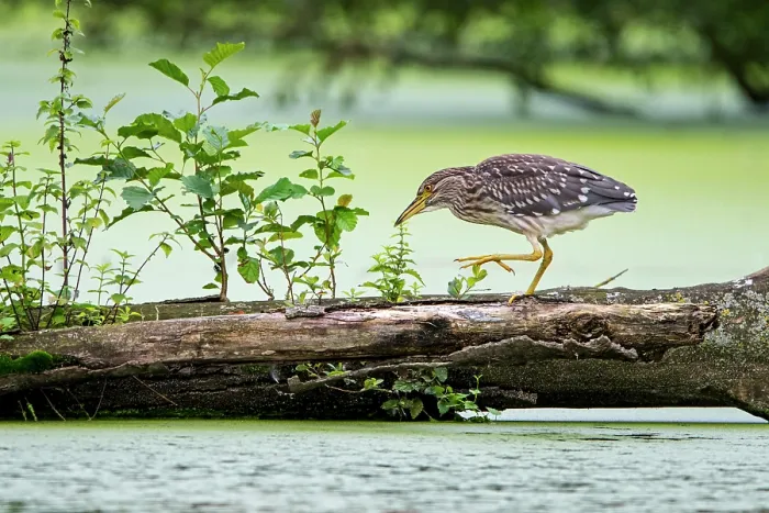 Framed Print : Black-crowned night-heron (Nycticorax nycticorax) juvenile, walking along fallen tree trunk over pond, Flanders, Belgium. August Framed Print : Black-crowned night-heron (Nycticorax nycticorax) juvenile, walking along fallen tree trunk over pond, Flanders, Belgium. August