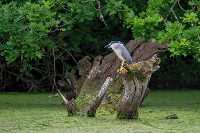 Framed Print : Black-crowned night heron (Nycticorax nycticorax) perched on tree trunk in pond, La Brenne, Indre, France. May Framed Print : Black-crowned night heron (Nycticorax nycticorax) perched on tree trunk in pond, La Brenne, Indre, France. May