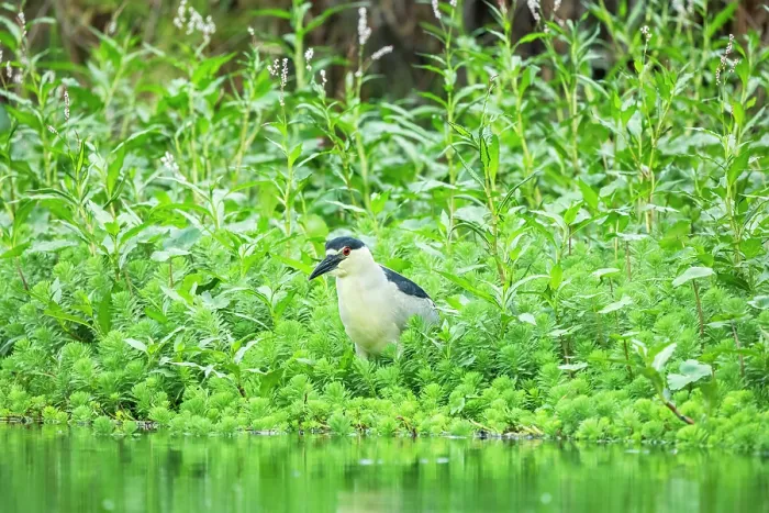 Framed Print : Black-crowned night heron (Nycticorax nycticorax) standing at edge of canal, Xochimiloc, Mexico City. Mexico Framed Print : Black-crowned night heron (Nycticorax nycticorax) standing at edge of canal, Xochimiloc, Mexico City. Mexico
