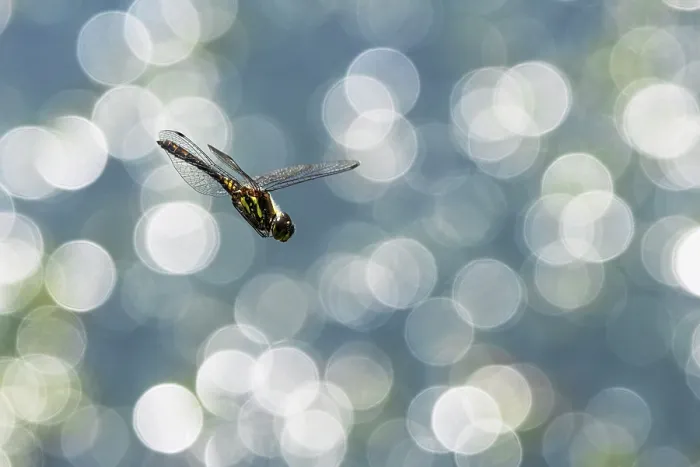 Framed Print : Black darter dragonfly (Sympetrum danae) juvenile male in flight, Upper Bavaria, Germany. July Framed Print : Black darter dragonfly (Sympetrum danae) juvenile male in flight, Upper Bavaria, Germany. July