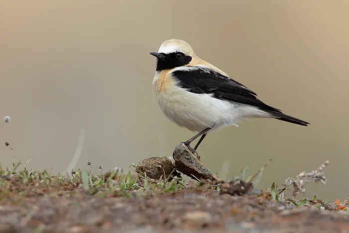 Framed Print : Black-eared wheatear (Oenanthe hispanica) male, portrait, Ciudad Real, Spain. April Framed Print : Black-eared wheatear (Oenanthe hispanica) male, portrait, Ciudad Real, Spain. April
