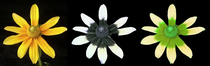 Framed Print : Black-eyed susan (Rudbeckia hirta) illuminated using different waveforms of light. Visible light (left), reflected UV light (centre), UV light as seen by bees (right). Studio environment, composite