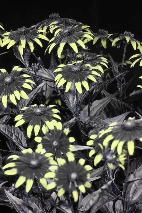 Framed Print : Black eyed susan (Rudbeckia sp.) flowers under UV light on black background Framed Print : Black eyed susan (Rudbeckia sp.) flowers under UV light on black background