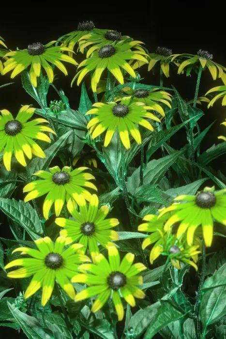 Framed Print : Black eyed susan (Rudbeckia sp.) flowers under bee vision light on black background Framed Print : Black eyed susan (Rudbeckia sp.) flowers under bee vision light on black background
