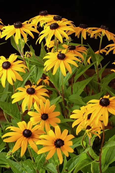 Framed Print : Black eyed susan (Rudbeckia sp.) flowers under visible light on black background Framed Print : Black eyed susan (Rudbeckia sp.) flowers under visible light on black background