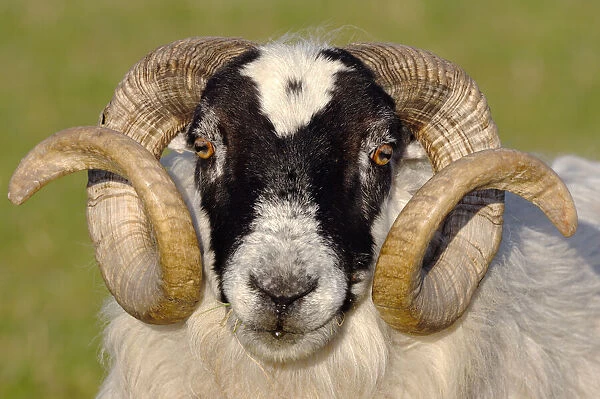 Black-faced sheep (Ovis domesticus) ram, head portrait, Isle of Islay, Hebrides, Scotland, UK. April