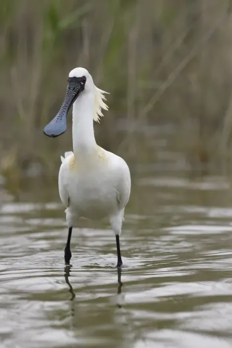 Framed Print : Black-faced Spoonbill, (Platalea minor), Tainan, Taiwan. Endangered species Framed Print : Black-faced Spoonbill, (Platalea minor), Tainan, Taiwan. Endangered species