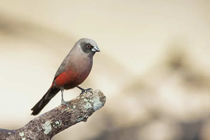 Framed Print : Black-faced waxbill (Estrilda erythronotos) perched on branch, Limpopo Lipadi Game Reserve, Botswana. Controlled conditions
