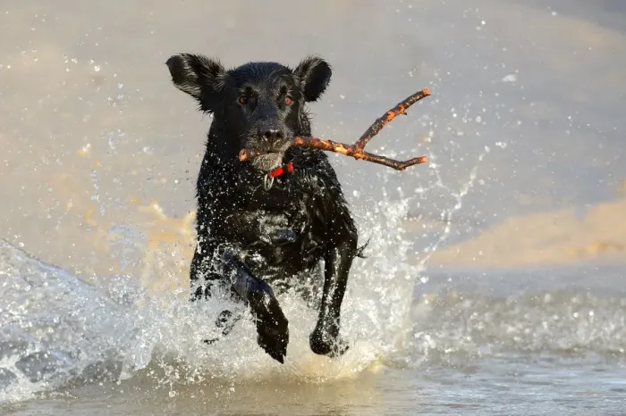 Framed Print : Black flat-coated retriever dog splashing in water and retrieving stick (Canis familiaris) Framed Print : Black flat-coated retriever dog splashing in water and retrieving stick (Canis familiaris)