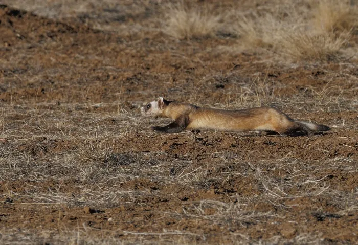 Framed Print : Black-footed ferret (Mustela nigripes) hunting Prairie dog prey, Rocky Mountain Arsenal National Refuge, Commerce City, Colorado, USA. December. Endangered Framed Print : Black-footed ferret (Mustela nigripes) hunting Prairie dog prey, Rocky Mountain Arsenal National Refuge, Commerce City, Colorado, USA. December. Endangered