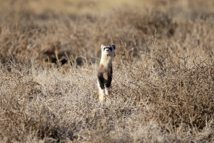 Framed Print : Black-footed ferret (Mustela nigripes) standing alert on the high prairie, Rocky Mountain Arsenal, Colorado, USA. December. Endangered Framed Print : Black-footed ferret (Mustela nigripes) standing alert on the high prairie, Rocky Mountain Arsenal, Colorado, USA. December. Endangered