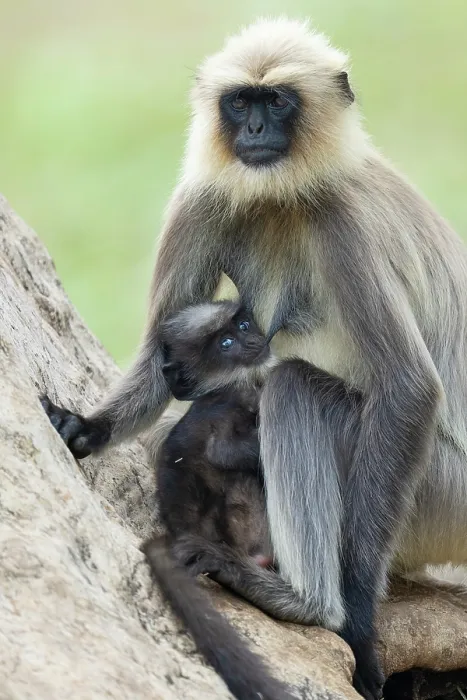 Framed Print : Black-footed gray langur (Semnopithecus hypoleucos) female with suckling infant, sitting on a fallen tree, Kabini, Nagarhole National Park, Karnataka, India Framed Print : Black-footed gray langur (Semnopithecus hypoleucos) female with suckling infant, sitting on a fallen tree, Kabini, Nagarhole National Park, Karnataka, India