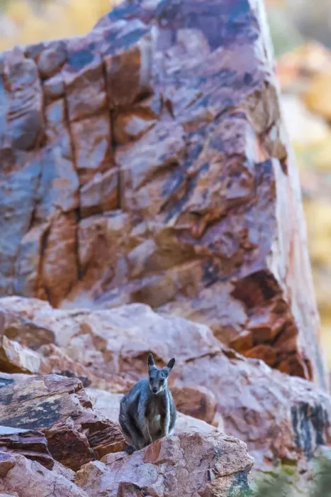 Framed Print : Black-footed rock wallaby (Petrogale lateralis) on steep rocky mountainside, Alice Springs, Northern Territory, Australia Framed Print : Black-footed rock wallaby (Petrogale lateralis) on steep rocky mountainside, Alice Springs, Northern Territory, Australia