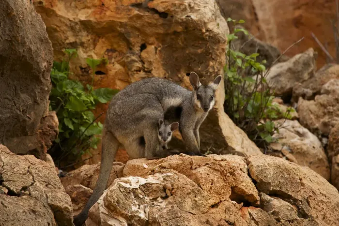 Framed Print : Black-footed rock wallaby (Petrogale lateralis) with young in pouch, Cape range National Park Framed Print : Black-footed rock wallaby (Petrogale lateralis) with young in pouch, Cape range National Park