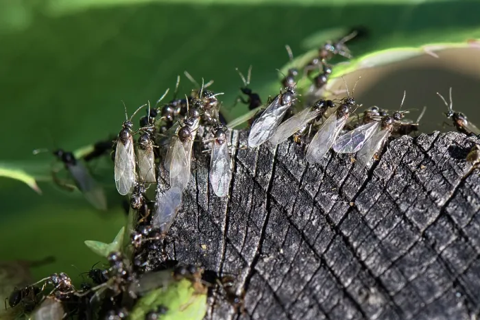 Framed Print : Black garden ants (Lasius niger), winged male alates massing on a wooden post on a warm summer, preparing to fly off after emerging from a nest in a garden flowerbed, Wiltshire