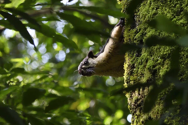 Black giant squirrel (Ratufa bicolor) sitting on a tree at Tongbiguan Nature Reserve