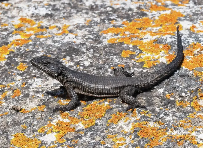 Framed Print : Black girdled lizard (Cordylus niger) basking on a lichen covered rock, West Coast National Park, Langebaan, Cape Province, South Africa Framed Print : Black girdled lizard (Cordylus niger) basking on a lichen covered rock, West Coast National Park, Langebaan, Cape Province, South Africa