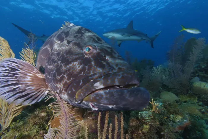 Framed Print : Black grouper (Mycteroperca bonaci), and Caribbean Reef Shark (Carcharhinus perezi)