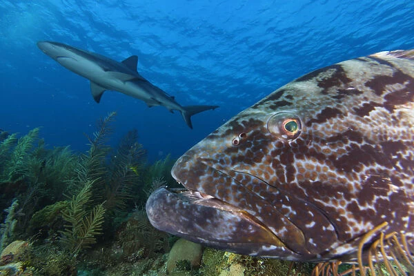 Black grouper (Mycteroperca bonaci), and Caribbean Reef Shark (Carcharhinus perezi)