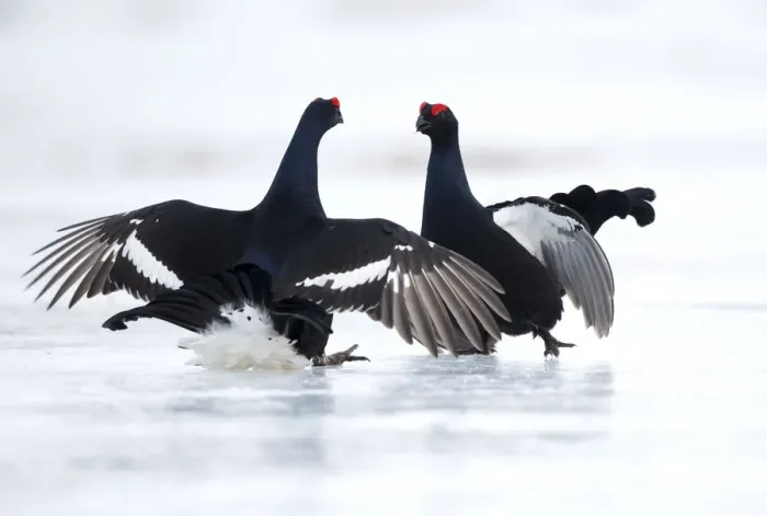 Framed Print : Black Grouse (Lyrurus tetrix) fighting on icem Finland. March Framed Print : Black Grouse (Lyrurus tetrix) fighting on icem Finland. March