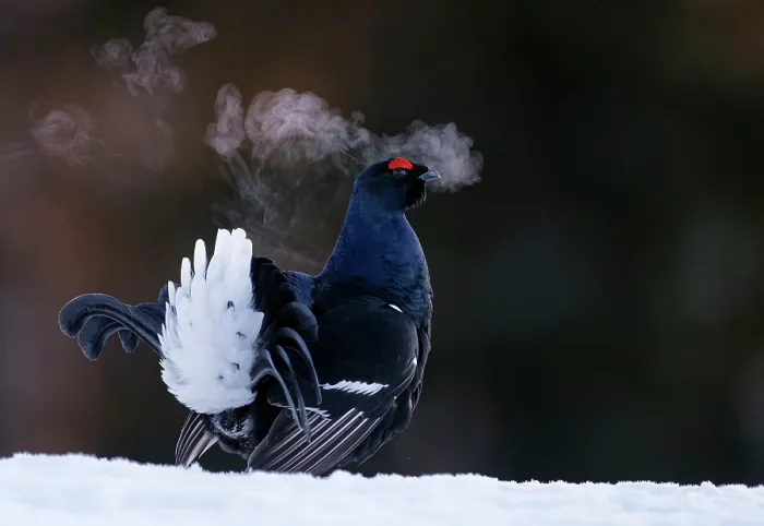 Framed Print : Black grouse (Lyrurus tetrix) male, displaying on cold morning, Kuusamo, Finland. February. Bird Photographer of the Year 2024 - Awarded bronze in Best portrait category Framed Print : Black grouse (Lyrurus tetrix) male, displaying on cold morning, Kuusamo, Finland. February. Bird Photographer of the Year 2024 - Awarded bronze in Best portrait category
