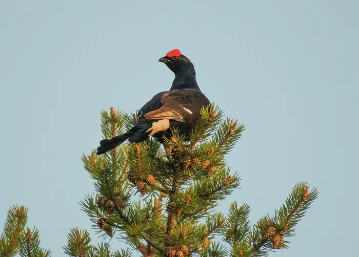 Framed Print : Black grouse (Lyrurus tetrix) male, perched in the top of Scots pine (Pinus sylvestris) tree overlooking the lek, Pokka, Finnish Lapland, Finland. May Framed Print : Black grouse (Lyrurus tetrix) male, perched in the top of Scots pine (Pinus sylvestris) tree overlooking the lek, Pokka, Finnish Lapland, Finland. May