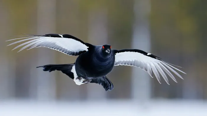 Framed Print : Black grouse (Lyrurus tetrix) male, in flight, Kuhmo, Finland. January Framed Print : Black grouse (Lyrurus tetrix) male, in flight, Kuhmo, Finland. January
