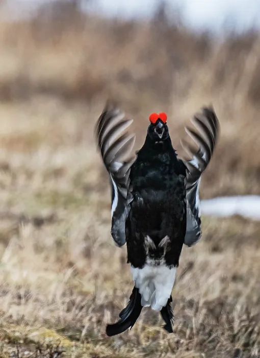 Framed Print : Black grouse (Lyrurus tetrix) male calling and display flighting at the edge of the lekking site, Pokka, Lapland, Finland. May Framed Print : Black grouse (Lyrurus tetrix) male calling and display flighting at the edge of the lekking site, Pokka, Lapland, Finland. May