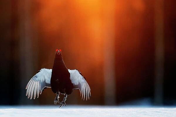 Black grouse (Lyrurus tetrix) male, jumping, part of a dominance display, at lek in early morning light, Kuusamo, Finland, April. Bird Photographer of the Year Competition 2022 - Bird Behaviour Category - Highly commended