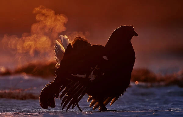 Black Grouse (Tetrao tetrix) displaying with breath vapor at dawn, Utajarvi, Finland